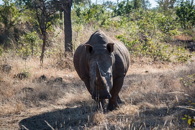 Game Drive Into the Musi Otunya National Park - Tour Schedule and Logistics