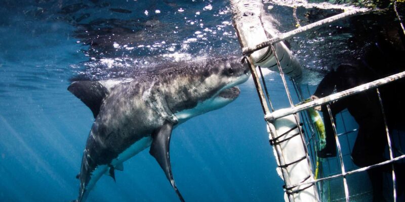 Gansbaai: Shark Cage Dive and Onboard Viewing - Inclusions and Experience Details