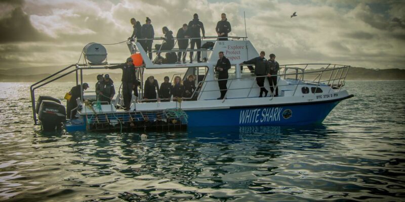 Gansbaai: Shark Cage Dive and Onboard Viewing - Safety and Accessibility