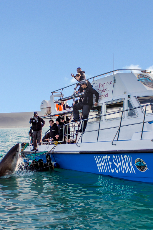 Gansbaai: Shark Cage Dive and Onboard Viewing - Meeting Point