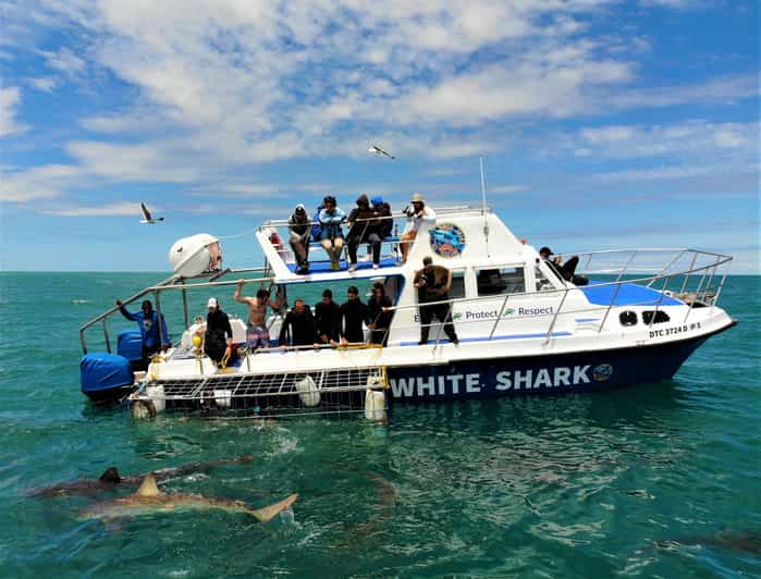 Gansbaai: Shark Cage Dive and Onboard Viewing - Customer Feedback