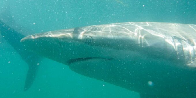 Gansbaai: Shark Cage Dive and Onboard Viewing - Shark Species and Marine Life