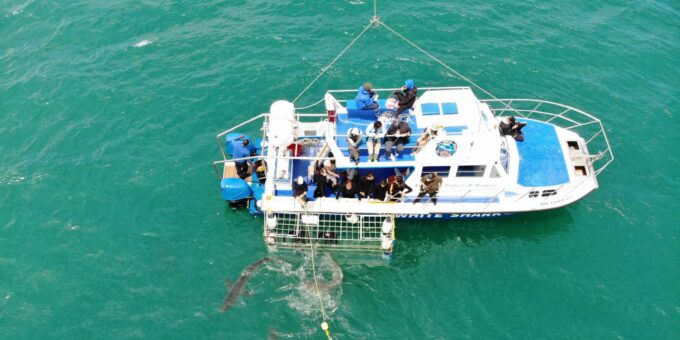 Gansbaai: Shark Cage Dive and Onboard Viewing - Frequently Asked Questions