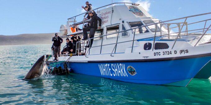 Gansbaai: Shark Cage Dive and Onboard Viewing - The Sum Up