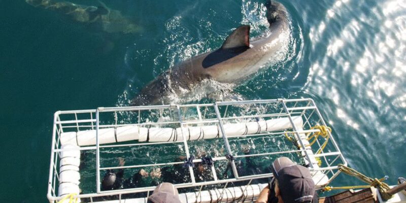 Gansbaai: Shark Dive & Whale Watching Combo Boat Trip - Good To Know