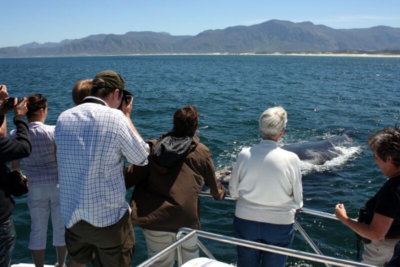 Gansbaai: Shark Dive & Whale Watching Combo Boat Trip - Exploring Shark Alley