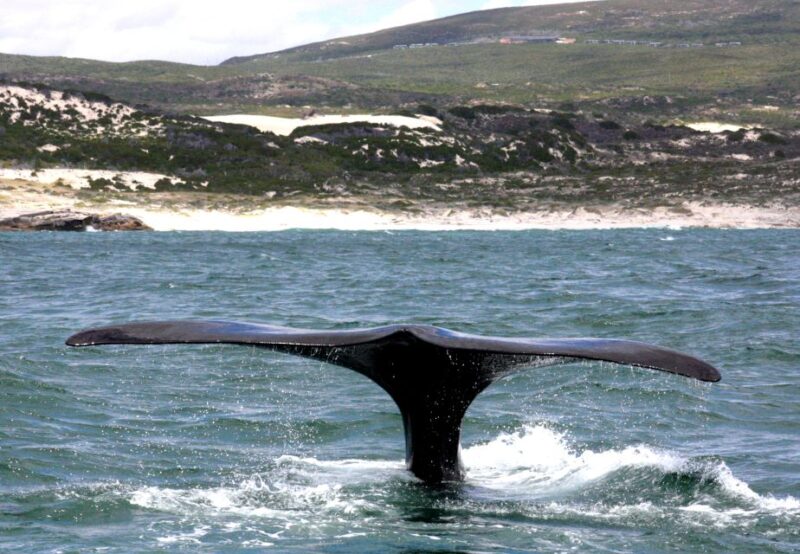 Gansbaai: Shark Dive & Whale Watching Combo Boat Trip - Anticipating Whale Sightings