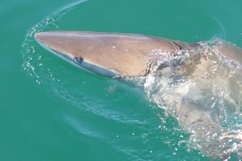 Gansbaai: Shark Dive & Whale Watching Combo Boat Trip - Cage Diving Safety Protocols