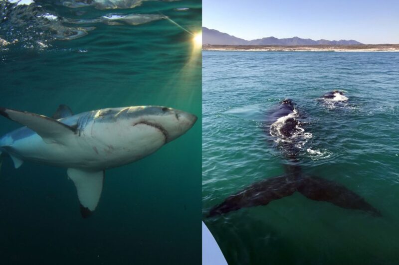 Gansbaai: Shark Dive & Whale Watching Combo Boat Trip - Customer Feedback and Insights