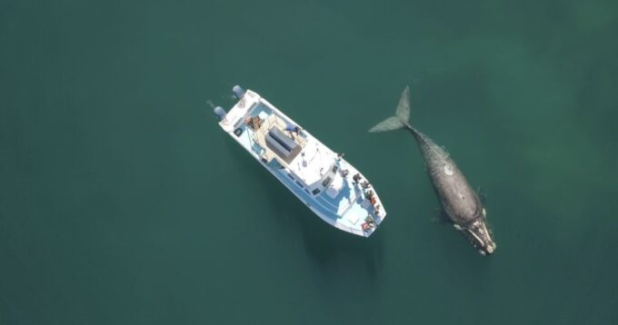 Gansbaai: Shark Dive & Whale Watching Combo Boat Trip - Frequently Asked Questions