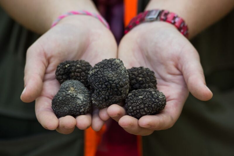 Gaon - Istria: Truffles Hunting & Cooking & Tasting - Who Should Consider This Tour?  