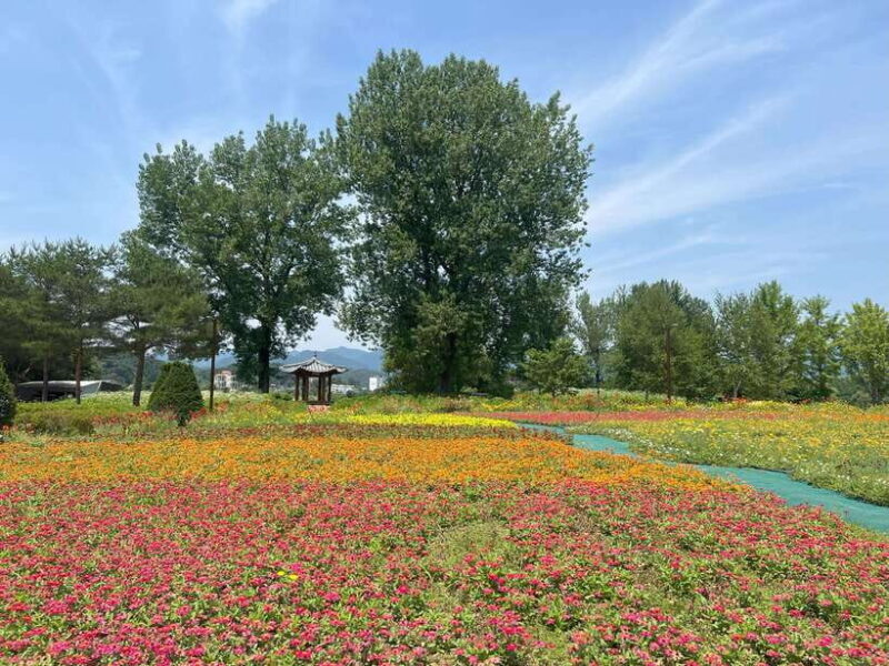 Gapyeong Day Trip : River Cruise to Walk around Jarasum - A Peaceful Cruise on the North Han River