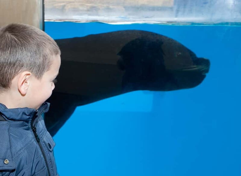 Gardaland SEA LIFE Aquarium: Open Date Entry Ticket - Final Thoughts