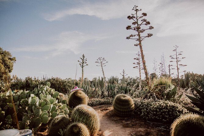 Garden Entry Ticket - Exploring Cactus Country: What to Expect