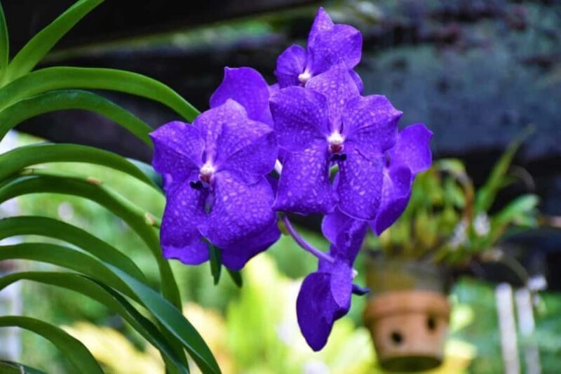 Garden of Sleeping Giant with Sabeto Hotspring Mudpool Tour - A Close Look at the Experience