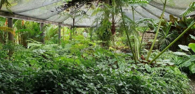 Garden of Sleeping Giant with Sabeto Hotspring Mudpool Tour - Who Will Love This Tour?