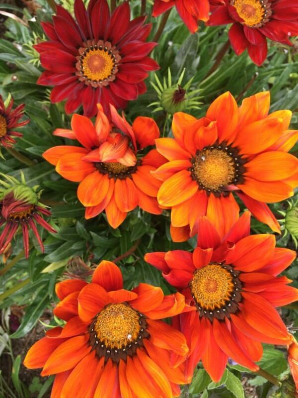 Garden Paths and Architectural Gems - Practical Details for Travelers