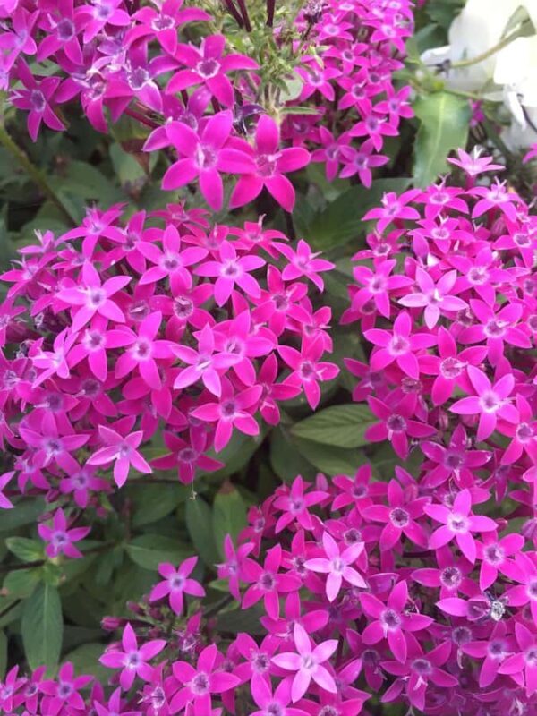 Garden Paths and Architectural Gems - Final Thoughts