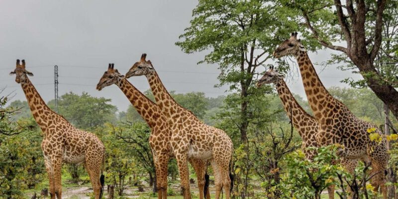 Garden Route & Wine Route 5 Day Private Tour From Cape Town - Itinerary Highlights