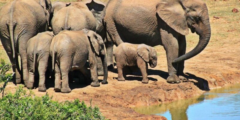 Garden Route & Wine Route 5 Day Private Tour From Cape Town - Booking Information