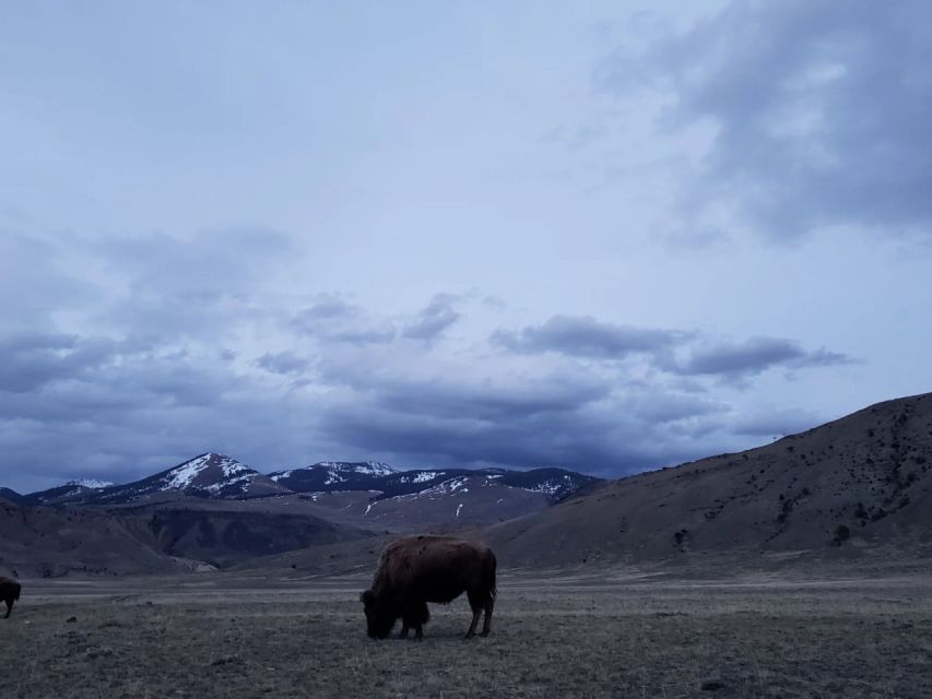 Gardiner: Yellowstone National Park Wildlife Guided Tour - Booking Information