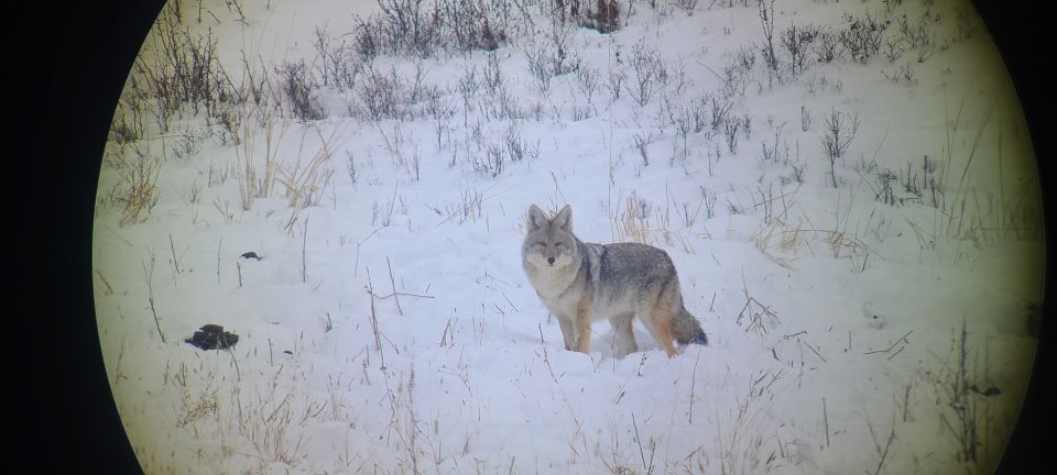 Gardiner: Yellowstone National Park Wildlife Guided Tour - Customer Review