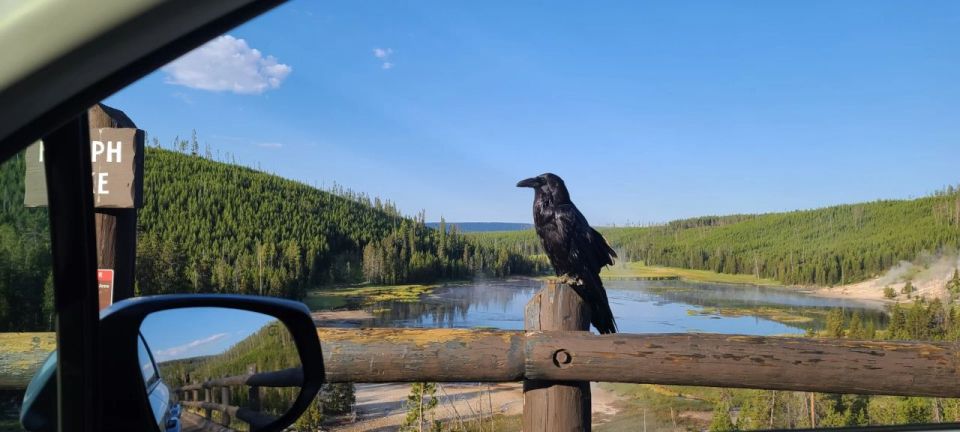Gardiner: Yellowstone National Park Wildlife Guided Tour - Tour Highlights