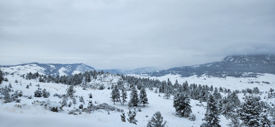 Gardiner: Yellowstone National Park Wildlife Guided Tour - Availability and Cancellation