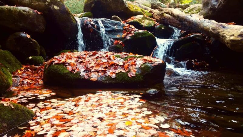 Gatlinburg: Smoky Mountains Fall Foliage Guided Tour - Key Points