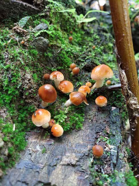 Gatlinburg: Smoky Mountains Fall Foliage Guided Tour - Discovering the Smoky Mountains Fall Charm