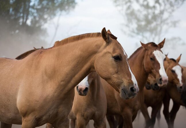 Gaucho Experience: A Day Trip to Don Silvano Ranch - Key Points