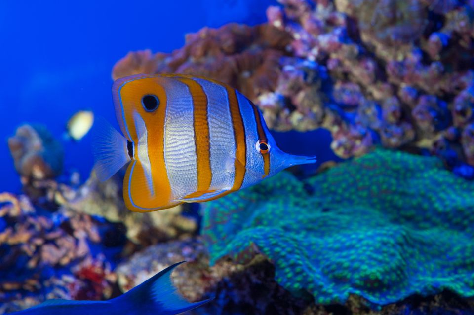 Genoa: Aquarium, Galata Museum and Submarine Entry Tickets - Overview of Key Attractions