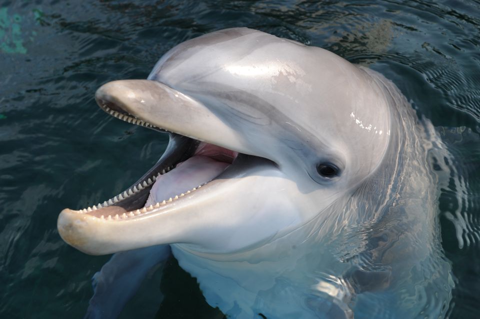 Genoa: Aquarium of Genoa & City of Children and Youth Ticket - City of Children and Youth