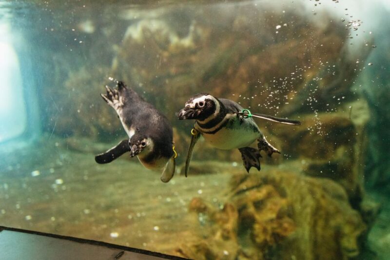 Genoa: Aquarium of Genoa Entry Ticket - Visitor Experience