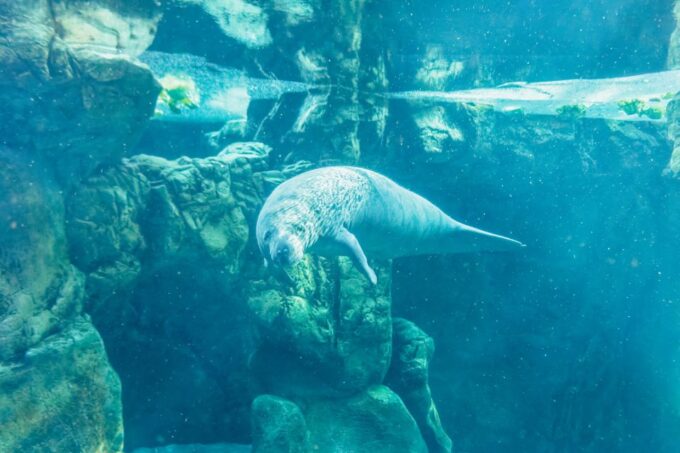 Genoa: Aquarium of Genoa Entry Ticket - Frequently Asked Questions