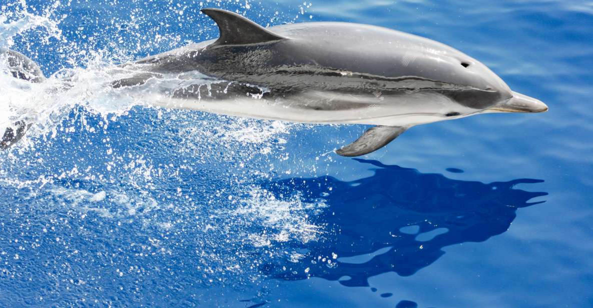 Genoa: Cetacean Watching Cruise With Marine Biologist Guide - Key Points