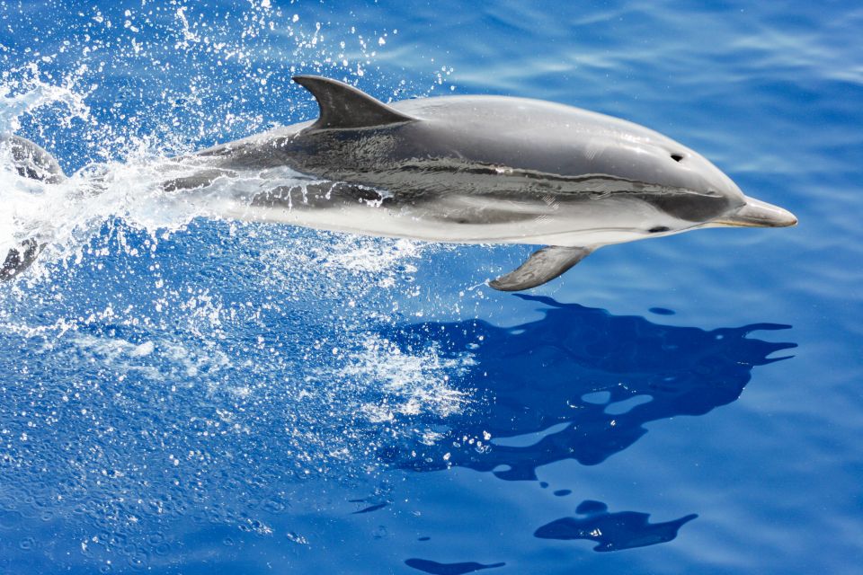 Genoa: Cetacean Watching Cruise With Marine Biologist Guide - Guided Experience Details