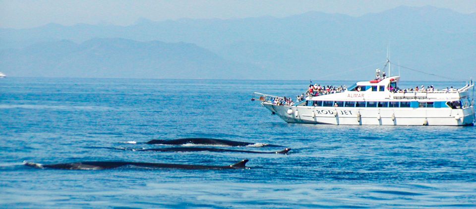 Genoa: Cetacean Watching Cruise With Marine Biologist Guide - Weather and Cancellation Policy