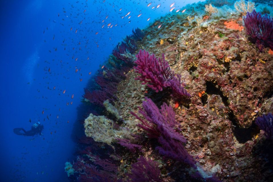 Genoa: Guided Snorkeling Tour in the Ligurian Sea - Inclusions and Requirements