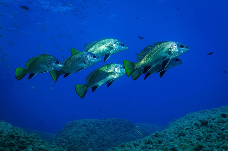 Genoa: Guided Snorkeling Tour in the Ligurian Sea - Important Considerations