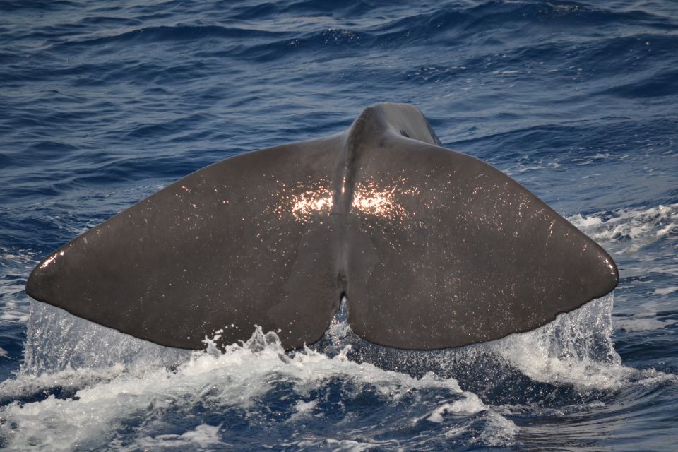 Genoa: Pelagos Sanctuary Whale Watching Cruise - Key Points