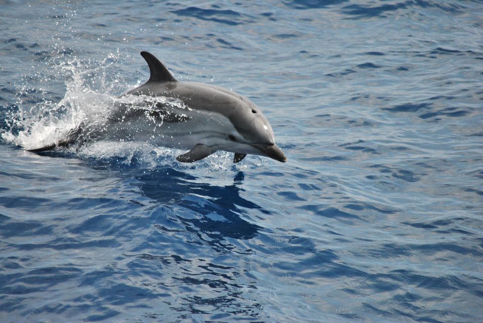 Genoa: Pelagos Sanctuary Whale Watching Cruise - Best Times for Sightings