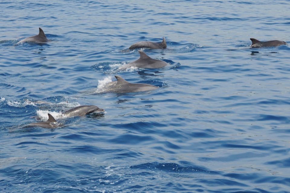 Genoa: Pelagos Sanctuary Whale Watching Cruise - Target Wildlife Species