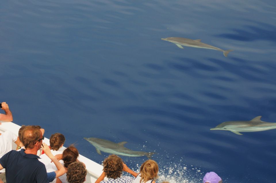 Genoa: Pelagos Sanctuary Whale Watching Cruise - Customer Reviews and Ratings