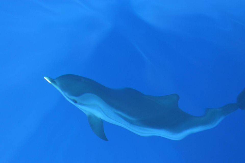 Genoa: Pelagos Sanctuary Whale Watching Cruise - Onboard Amenities and Comfort