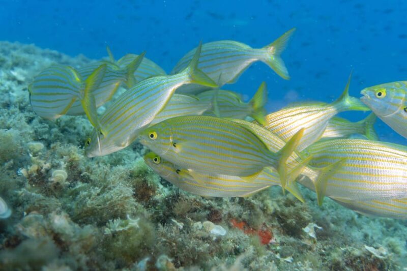 Genoa: Snorkeling tour along the Genoa coastline - The Onboard Experience and Amenities