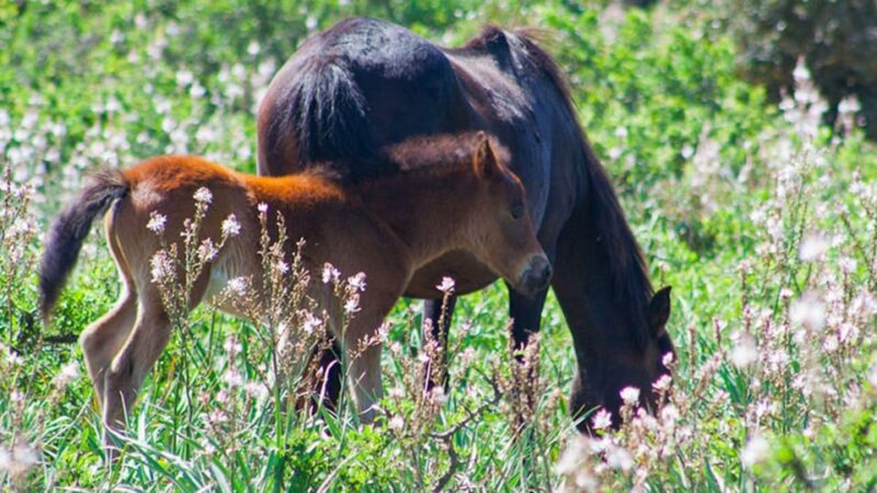 Genoni: Discover the Giara Park - Key Points