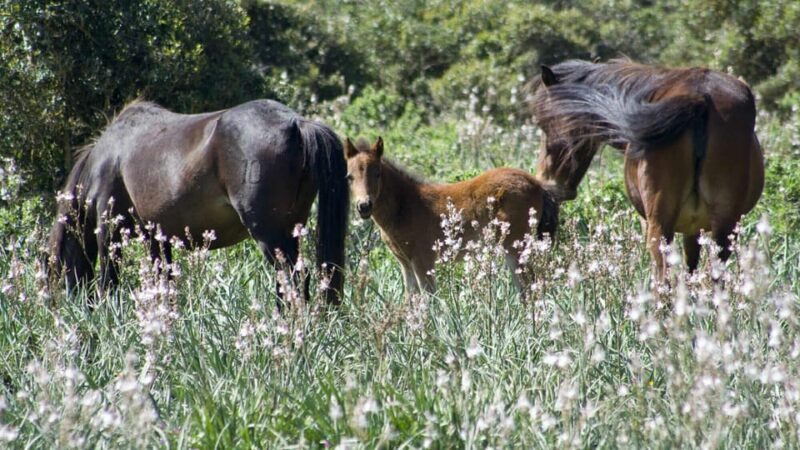 Genoni: Discover the Giara Park - Marveling at the Civico Museo Del Cavallino