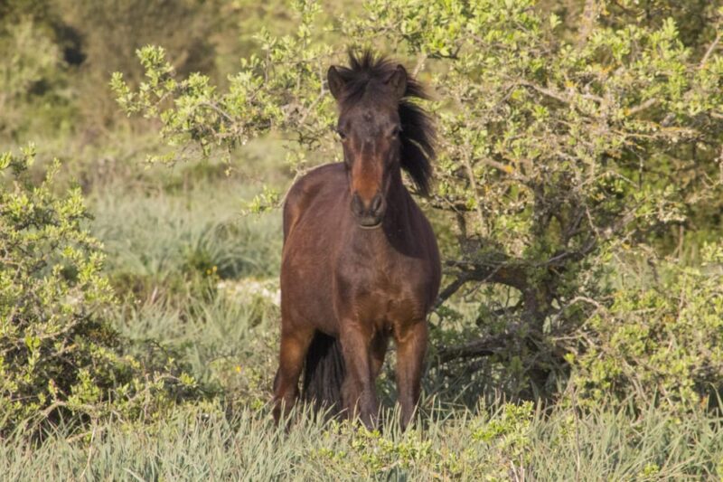 Genoni Museum and Giara Combined Ticket - Key Points