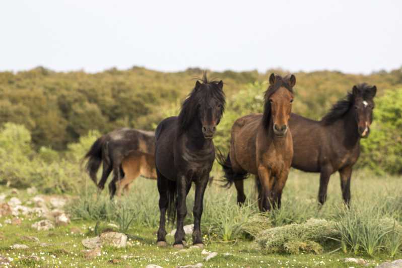 Genoni Museum and Giara Combined Ticket - Guided Tour Experience
